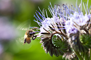 Phacelia met een bij