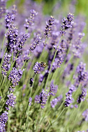 Lavendel belangrijk voor vele insecten