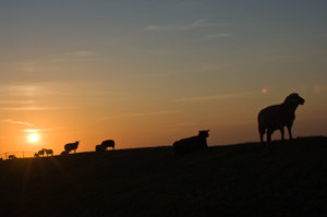 Waddendijk, ondergaande zon en schapen