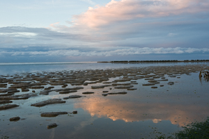 Waddengebied de kwelders